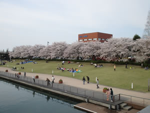 富山市でのお花見