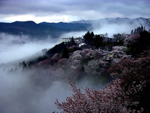 桜に霧がかかり幻想的な吉野山