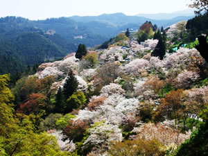 きれいな桜が咲き誇る吉野山