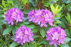 ★Rhododendron （ロードデンドロン、ツツジ）